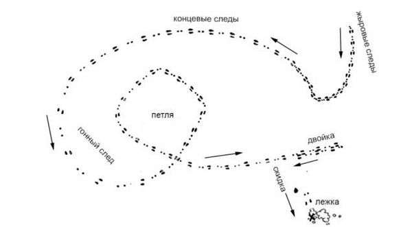 Картинки следы зайца. Следы животных и птиц на снегу – схемы с названиями
