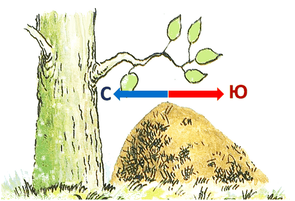 Северо восток как определить. Как без компаса определить, где север, юг, запад и восток: практические советы