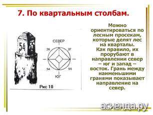 Муравейник юг или север. Ориентирование по мху и муравейнику