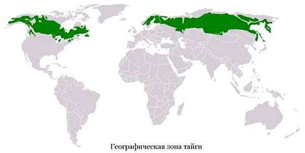 Растения растущие в тайге. растения тайги россии: фото с названиями