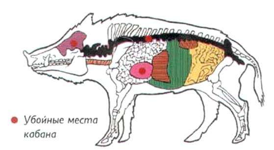 Выстрел в кабана. чем стрелять в кабана?