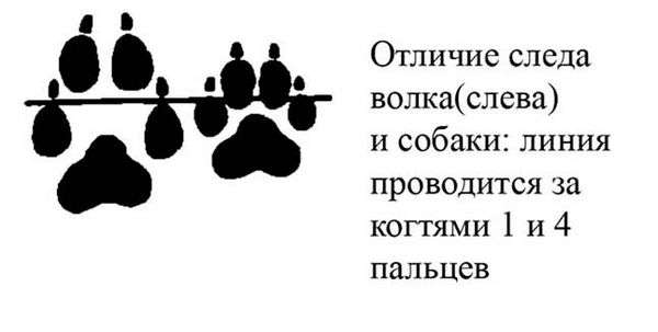 Отличия волчьих следов от собачьих. Характеристика следов животных: собаки, росомахи и ласки