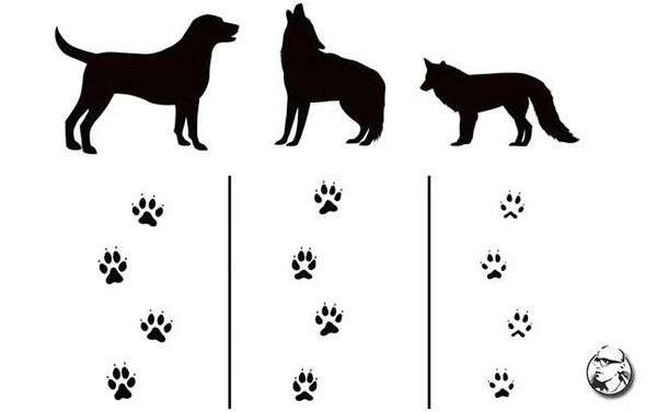 Отличия волчьих следов от собачьих. Характеристика следов животных: собаки, росомахи и ласки