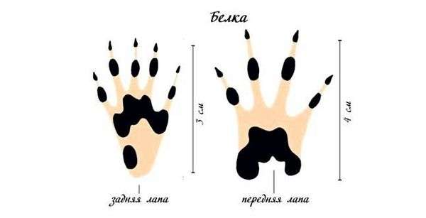 След барсука на снегу фото. Следы животных на снегу и их основные признаки