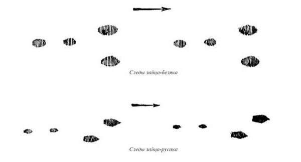 Заячьи следы картинки. Следы животных с подписями