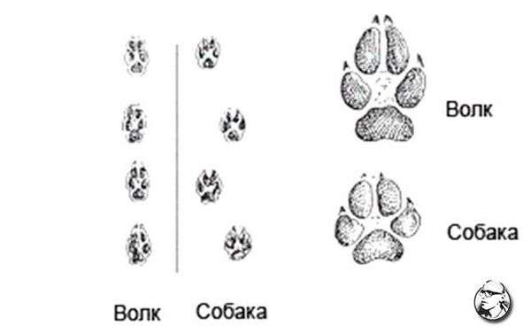 Чем отличается след волка от следа собаки. след собаки и волка: отличия отпечатков