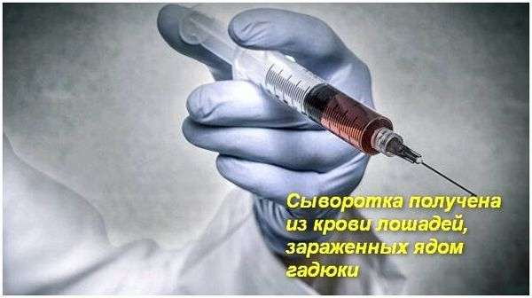 Укус змеи лечение. Лечение после укуса гадюки: противоядие, сыворотка-антидот, лекарства