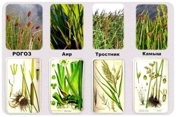 Рогоз что за растение. Рогоз – лечебные свойства и применение