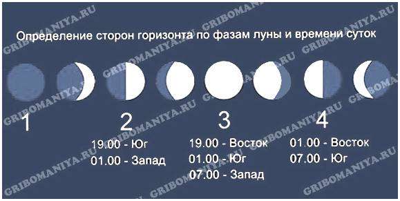 В какую сторону горизонта вытянуты кольца на пнях. Ориентирование в лесу