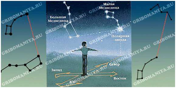 В какую сторону горизонта вытянуты кольца на пнях. Ориентирование в лесу