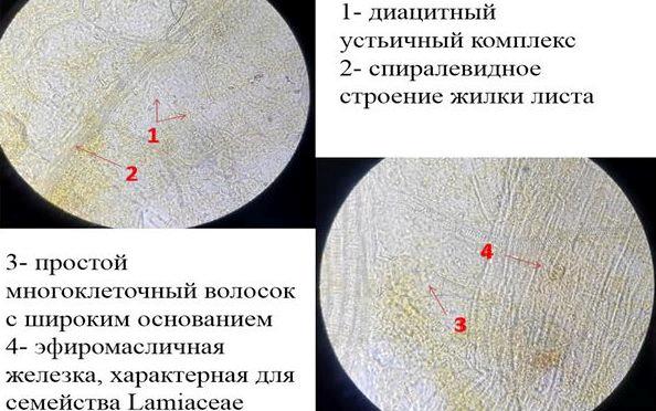 Лекарственное растение - Базилик камфорный