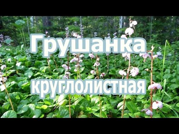 Лекарственное растение - Грушанка красная