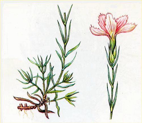 Лекарственное растение - Гвоздика разноцветная