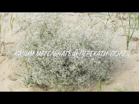 Лекарственное растение - Качим метельчатый Лекарственное растение - Качим метельчатый