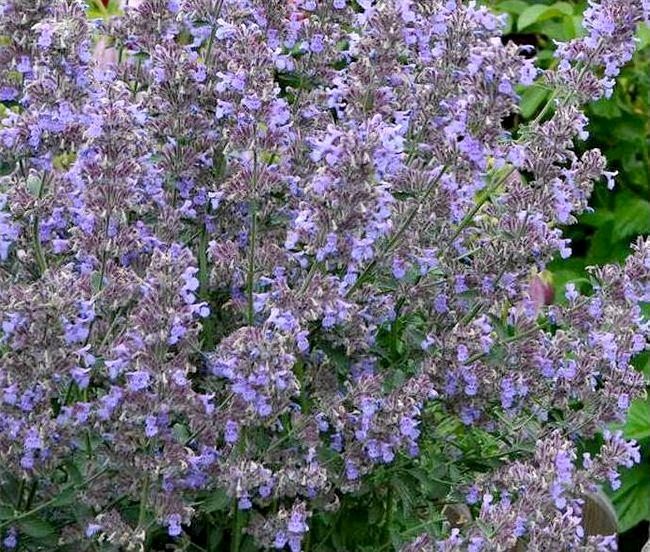 Лекарственное растение - Котовник кошачий