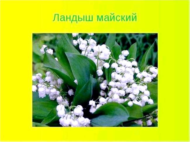 Лекарственное растение - Ландыш майский Лекарственное растение - Ландыш майский