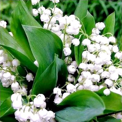 Лекарственное растение - Ландыш майский Лекарственное растение - Ландыш майский