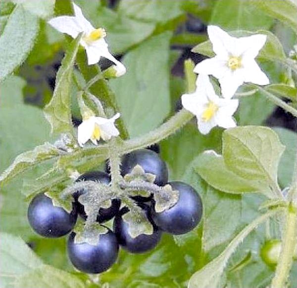 Послен черный ягоды фото Black nightshade is not poisonous to humans: it has edible leaves and ripe berri