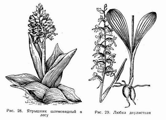 Лекарственное растение - Ятрышник широколистный