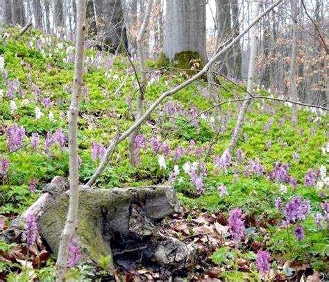 Лекарственное растение - Хохлатка полая